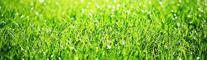 healthy-lawn-in-indianapolis