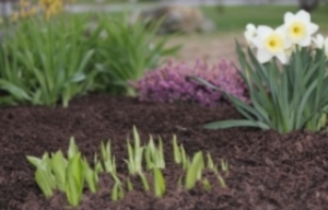 mulch2