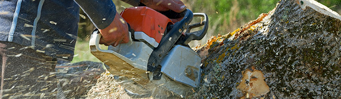 indianapolis-tree-removal