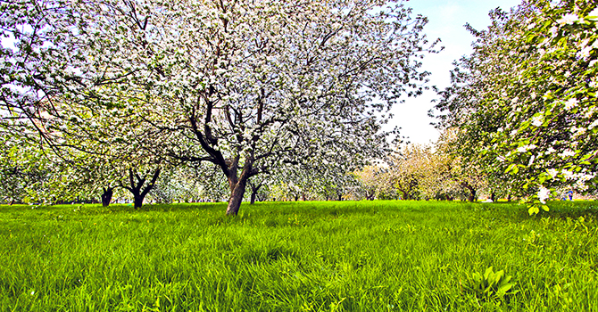 Beautiful blooming of decorative white apple and fruit trees ove