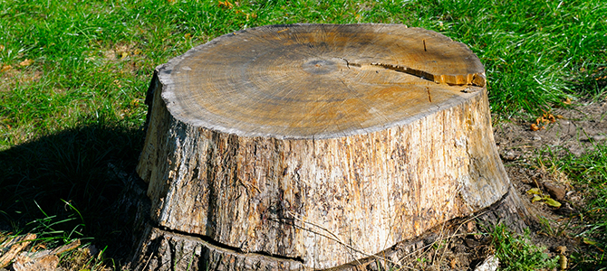 old tree stump in the summer park