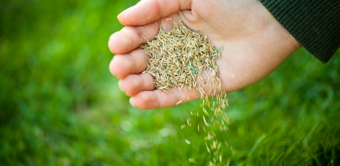 Hand Seeding Lawn